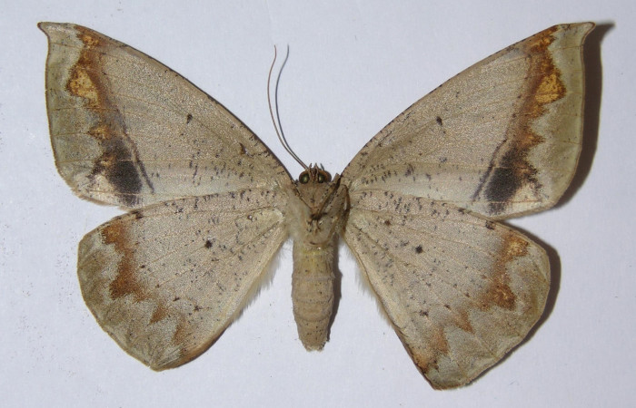 Figura 15. Adulto <i>Oxydia peosinata</i> (Geometridae), posición ventral. 05-SRNP-45885-DHJ324822.