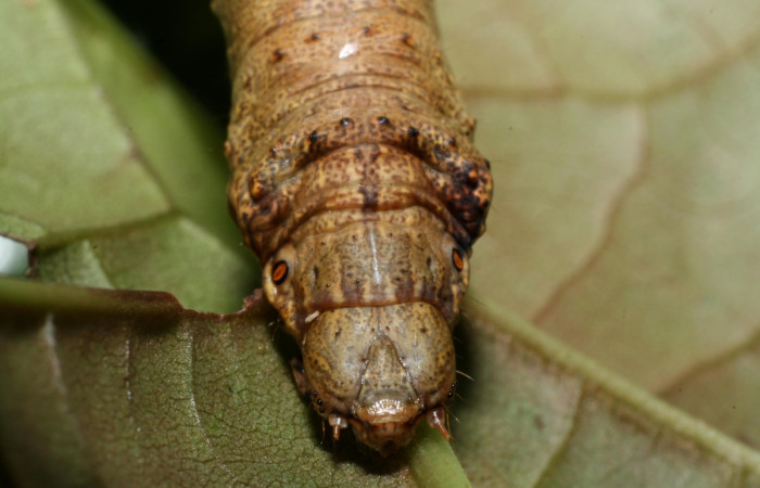 Figura 9. Larva <i>Oxydia peosinata</i> (Geometridae), posición cabeza, en la hoja de la planta <i>Coccoloba tuerckheimii</i> (Polygonaceae). 13-SRNP-21080-DHJ493597.jpg.  