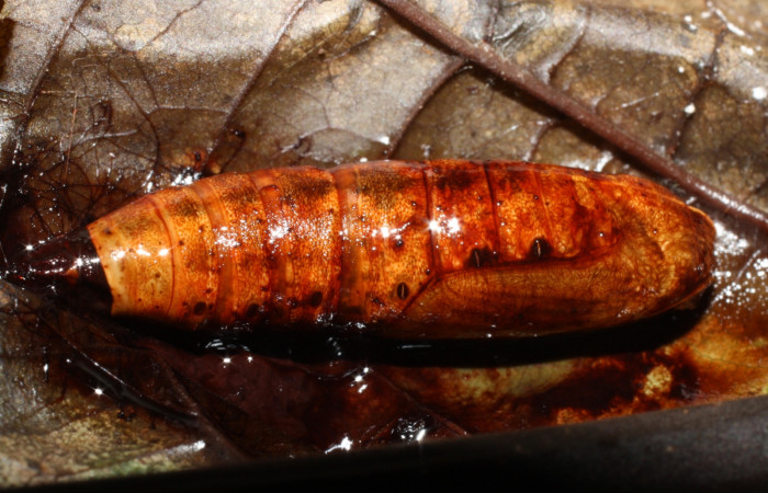 Figura 13. Pupa <i>Oxydia peosinata</i> (Geometridae), 13-SRNP-21080-DHJ493602.jpg.