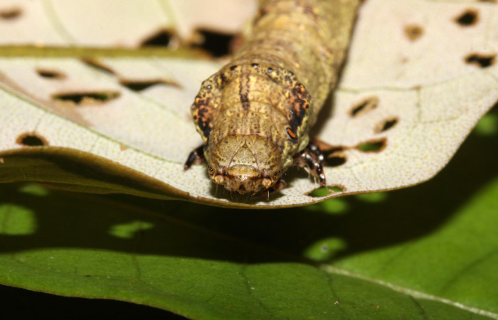 Figura 5. Larva <i>Oxydia peosinata</i> (Geometridae), posición cabeza, en la hoja de la planta <i>Alfaroa guanacastensis</i> (Juglandaceae). 13-SRNP-30625-DHJ700754.jpg.
