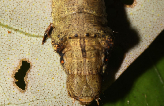 Figura 4. Larva <i>Oxydia peosinata</i> (Geometridae), posición cabeza, en la hoja de la planta <i>Alfaroa guanacastensis</i> (Juglandaceae). 13-SRNP-30625-DHJ700753.jpg.