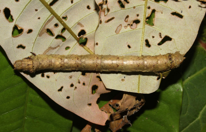 Figura 6. Larva <i>Oxydia peosinata</i> (Geometridae), posición dorsal, en la hoja de la planta <i>Alfaroa guanacastensis</i> (Juglandaceae). 13-SRNP-30625-DHJ700757.jpg.