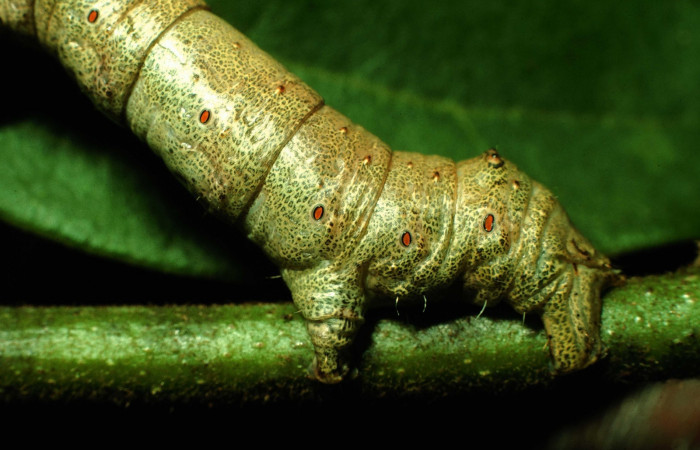 Figura 10. Larva <i>Oxydia peosinata</i> (Geometridae), posición cola, en la hoja de la planta <i>Annona rensoniana</i> (Annonaceae). 97-SRNP-1311-DHJ41298.jpg.
