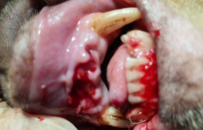 Clínica del Centro de Rescate Las Pumas Cañas, Guanacaste Foto: Martha Cordero