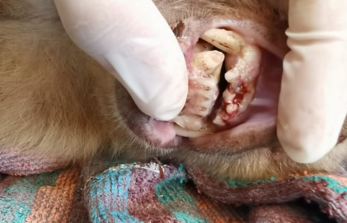 Clínica del Centro de Rescate Las Pumas Cañas, Guanacaste Foto: Martha Cordero