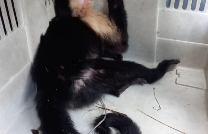 Quebrada Grande, Liberia Guanacaste, 29 de abril 2022 Foto: Jorge Gamboa