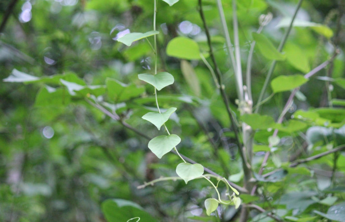 Fig.13 Planta <i>Cissampelos pareira</i> (Menispermaceae) hospedera de larva <i>Plusiodonta effulgens</i> (Erebidae), Puente Mena, Del Oro, 280m. 