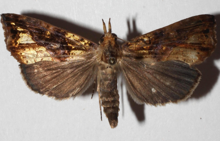 Fig. 9 Adulto <i>Plusiodonta nitissima</i> (Erebidae), vista ventral mide 37mm. Sendero Cuestona, Sector Pitilla, 640m. 18-SRNP-30199-DHJ937540.
