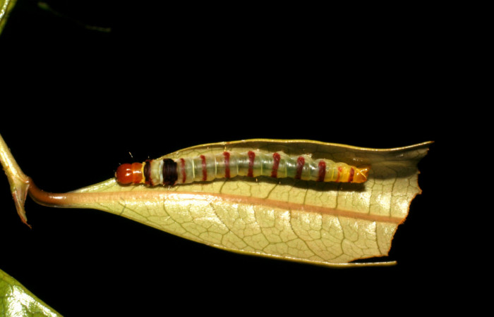 Figura 15. Larva <i>Dichomeris</i> designatellaDHJ01 (Gelechiidae), último estadío (U) vista dorsal, localidad Margarita, Sector Del Oro ACG (380m). Voucher: 05-SRNP-22113-DHJ403650.jpg.