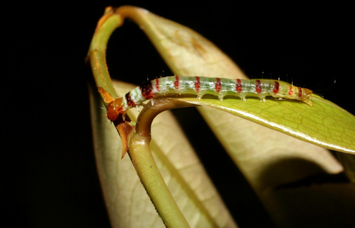 Figura 3. Larva <i>Dichomeris</i> designatellaDHJ02 (Gelechiidae), penúltimo estadío (PU) vista lateral, localidad Loaciga, Sector Pitilla ACG (445m). Voucher: 05-SRNP-34677-DHJ424467.jpg.