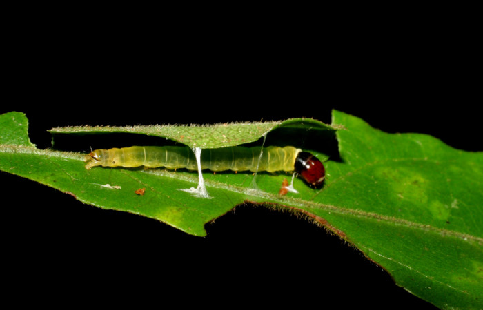 Figura 16. Larva <i>Dichomeris</i> Janzen356 (Gelechiidae), último estadío (U) vista lateral, localidad Potrero Argentina, Sector San Cristóbal ACG (520m). Voucher: 07-SRNP-3404-DHJ426203.jpg.