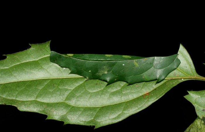 Figura 12. Habitat de gelJanzen01 Janzen28 (Gelechiidae), vista dorsal, localidad Sendero Cuestona, Sector Pitilla ACG (640m). Voucher: 08-SRNP-31286-DHJ440029.jpg.