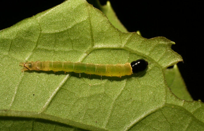 Figura 18. Larva <i>Dichomeris</i> Janzen703 (Gelechiidae), último estadío (U) vista dorsal, localidad Conguera, Sector Rincón Rain Forest ACG (420m). Voucher: 09-SRNP-41503-DHJ459603.jpg.