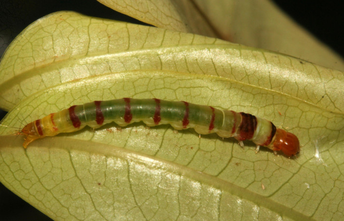 Figura 4. Larva <i>Dichomeris</i> designatellaDHJ02 (Gelechiidae), último estadío (U) vista dorsal, localidad Tajo Angeles, Sector San Cristóbal ACG (540m). Voucher: 09-SRNP-768-DHJ450354.jpg.