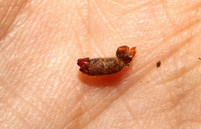 Figura 9. Restos de pupario de parásito <i>Phytomyptera</i> Janzen15 (Tachinidae) que ataca <i>Dichomeris</i> designatellaDHJ02 (Gelechiidae), localidad Tajo Angeles, Sector San Cristóbal ACG (540m). Voucher: 10-SRNP-2969-DHJ496105.jpg.