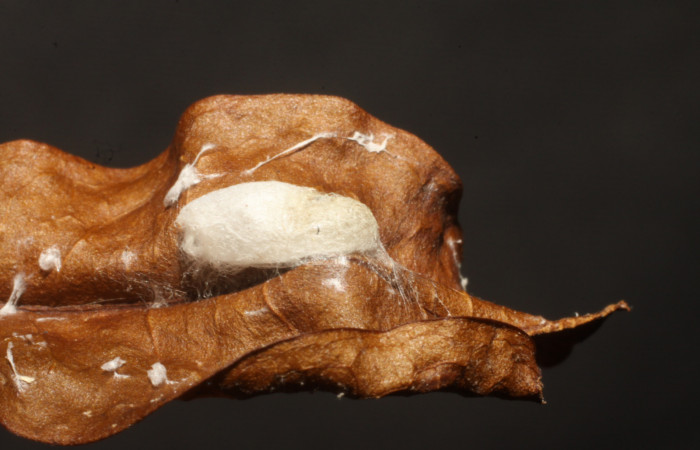 Figura 11. Capullo de parásito <i>Lytopylus miguelviquezi</i> (Braconidae) que ataca <i>Dichomeris</i> designatellaDHJ02 (Gelechiidae), localidad Tajo Angeles, Sector San Cristóbal ACG (540m). Voucher: 10-SRNP-5639-DHJ480338.jpg.