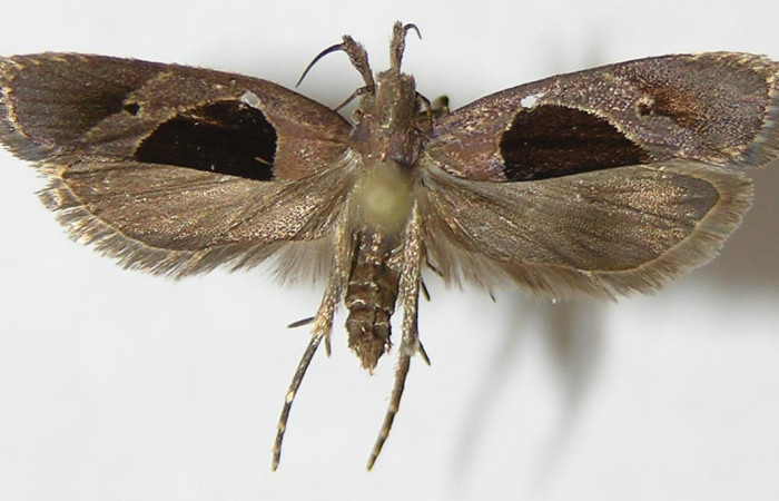 Figura 5. Adulto de <i>Dichomeris</i> designatellaDHJ02 (Gelechiidae), vista dorsal, localidad Tajo Angeles, Sector San Cristóbal ACG (540m). Voucher: 10-SRNP-985-DHJ531438.jpg.