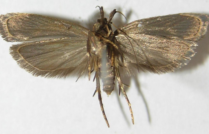 Figura 6. Adulto de <i>Dichomeris</i> designatellaDHJ02 (Gelechiidae), vista ventral, localidad Tajo Angeles, Sector San Cristóbal ACG (540m). Voucher: 10-SRNP-985-DHJ531439.jpg.