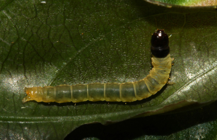 Figura 19. Larva <i>Dichomeris</i> Janzen179 (Gelechiidae), último estadío (U) vista dorsal, localidad Ingas, Sector Pitilla ACG (580m). Voucher: 13-SRNP-30197-DHJ700497.jpg.
