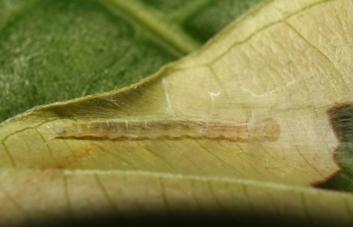 Figura 14. Habitat de gelJanzen01 Janzen1054 (Gelechiidae), último estadío (U) vista dorsal, localidad Medrano Estación Biológica Quica, Sector Pitilla ACG (380m). Voucher: 13-SRNP-70972-DHJ702602.jpg.