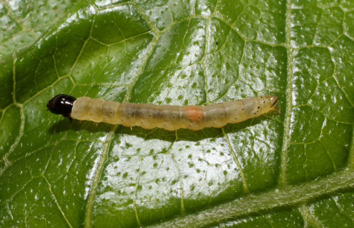 Figura 20. Larva <i>Dichomeris</i> Janzen08 (Gelechiidae), último estadío (U) vista dorsal, localidad San Lucas, Sector Rincón Rain Forest ACG (320m). Voucher: 14-SRNP-44259-DHJ803306.jpg.