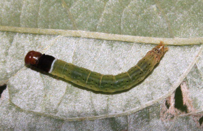 Figura 21. Larva <i>Dichomeris</i> Janzen270 (Gelechiidae), último estadío (U) vista dorsal, localidad Pasmompa, Sector Pitilla ACG (440m). Voucher: 15-SRNP-30378-DHJ721696.jpg.