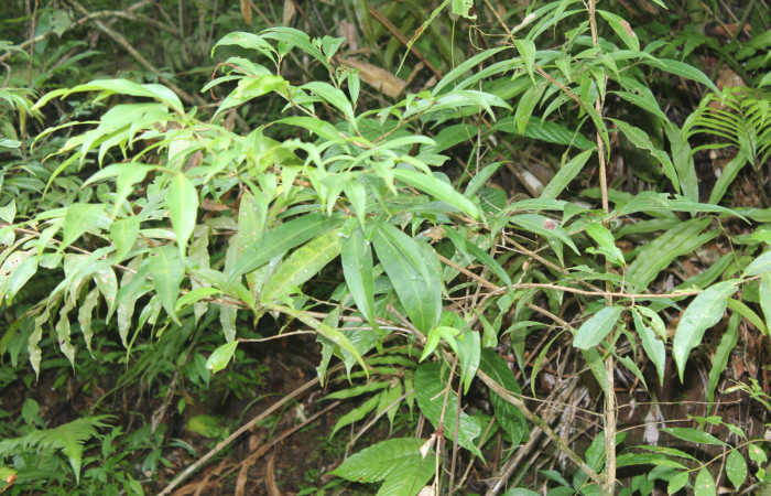 Figura 22. Planta hospedera de <i>Dichomeris</i> designatellaDHJ02 (Gelechiidae), esta planta se llama <i>Erythroxylum macrophyllum</i> (Erythroxylaceae), localidad Pasmompa Sector Pitilla ACG (440m), foto: Ricardo Calero 01 Setiembre 2018.