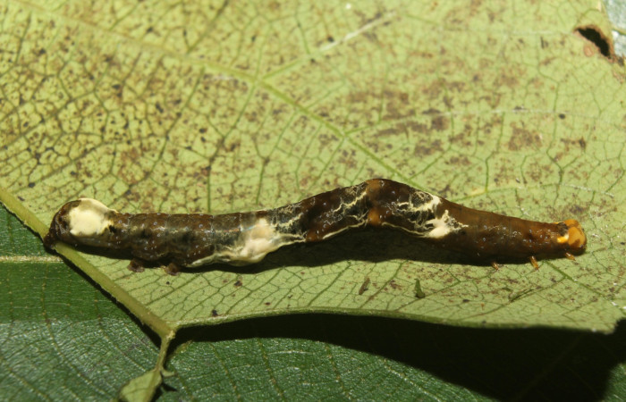 Fig. 11 Larva <i>Plusiodonta nitissima</i> (Erebidae), mide 45mm. Sendero Manguera, Sector Pitilla, 470m. 18-SRNP-71241-DHJ742626.jpg