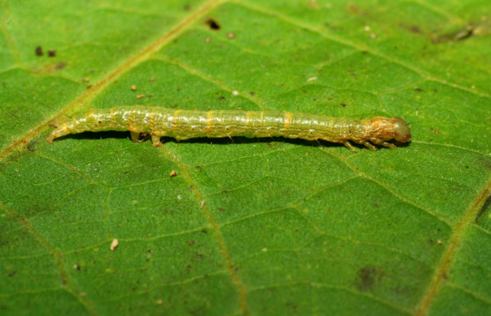Fig. 4 Larva <i>Plusiodonta effulgens</i> (Erebidae), vista dorsal mide 20mm. Amonías, Sector Pitilla, 390m. 07-SRNP-33257-DHJ430218.jpg
