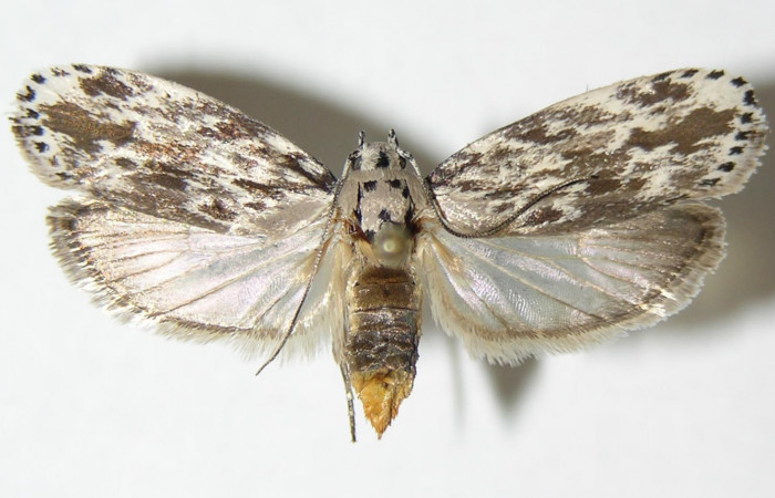 Figura 11.Adulto de <i>Ethmia baliostola</i> en posicion dorsal. Voucher, 05-SRNP-22238-DHJ338888.
