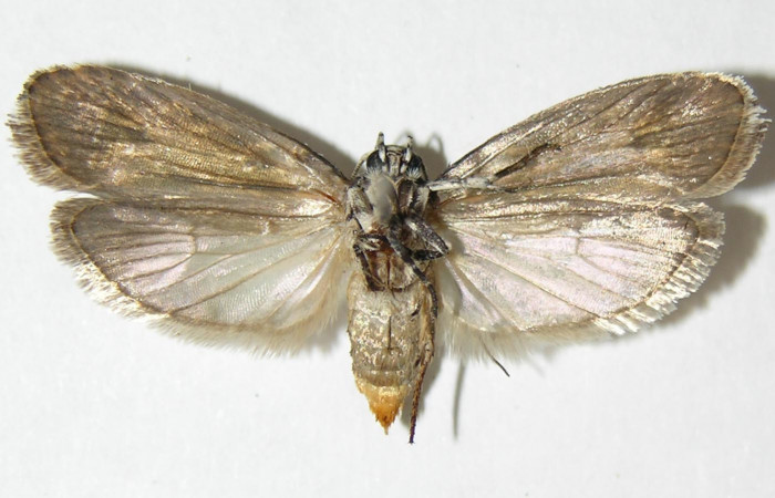Figura 12. Adulto de <i>Ethmia baliostola</i> en posicion ventral. Voucher,05-SRNP-22238-DHJ338889.