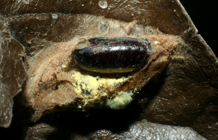 Figura 10.Parasito puesto en <i>Ethmia baliostola</i>  Voucher, 06-SRNP-22858-DHJ452584.