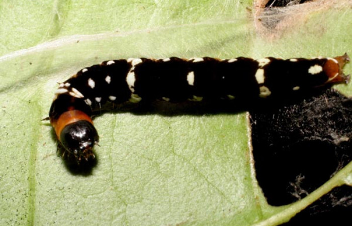 Figura 7.<i>Ethmia baliostola</i> en posición dorsal, PU estadio. Voucher, 07-SRNP-41088-DHJ422243.