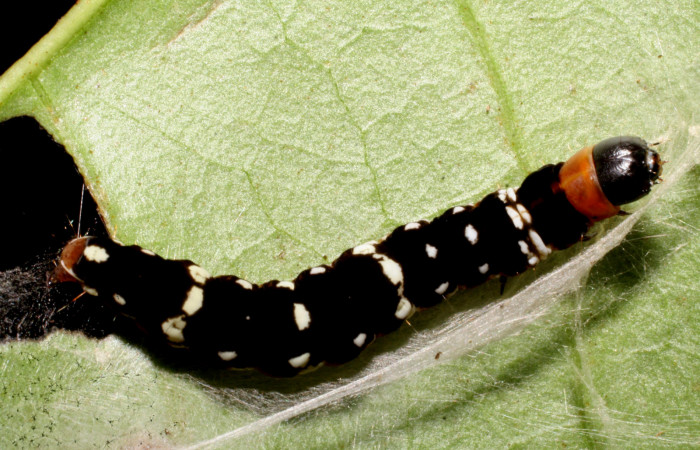 Figura 6.<i>Ethmia baliostola</i> en posición dorsal, PU estadio. Voucher, 07-SRNP-41088-DHJ422246.