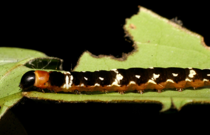Figura 8.<i>Ethmia baliostola</i> en posición lateral, PU estadio. Voucher, 07-SRNP-41088-DHJ422248.