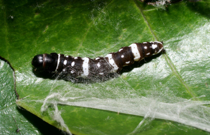 Figura 5. <i>Ethmia baliostola</i> en posición dorsal, PU estadio. Voucher, 10-SRNP-55253-DHJ468997.