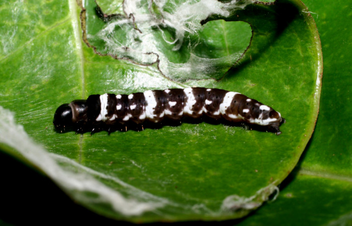 Figura 4. <i>Ethmia baliostola</i> en posición dorsal, PU estadio. Voucher, 10-SRNP-55253-DHJ469000.