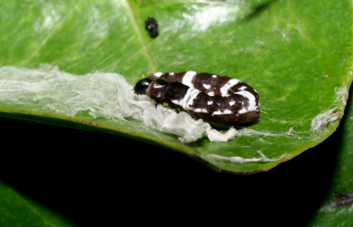Figura 3. <i>Ethmia baliostola</i> en posición lateral, PU estadio. Voucher, 10-SRNP-55253-DHJ469002.