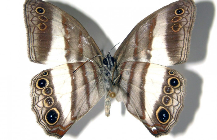 Figura 6. Adulto de <i>Pareuptychia metaleuca</i> (Nymphalidae) macho vista dorsal, localidad Canyon Río Mena, Sector Del Oro ACG (560m) Voucher: 02-SRNP-5982-DHJ96635jpg.