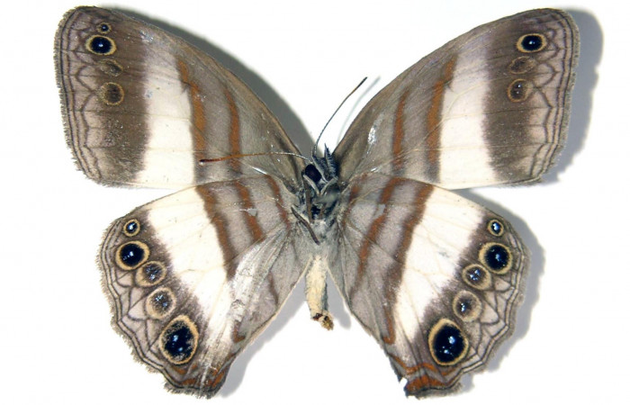 Figura 8. Adulto de <i>Pareuptychia metaleuca</i> (Nymphalidae) hembra vista dorsal, localidad Canyon Río Mena, Sector Del Oro ACG (560m. Voucher: 02-SRNP-5983-DHJ96633.jpg.