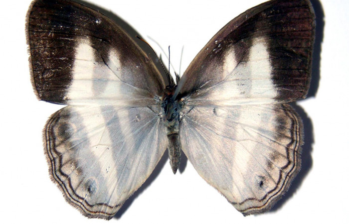 Figura 21. Adulto de <i>Pareuptychia ocirrhoe</i> (Nymphalidae) macho vista dorsal, localidad Quebrada Trigal Sector Del Oro ACG (290m). Voucher: 03-SRNP-1304-DHJ96680.jpg.