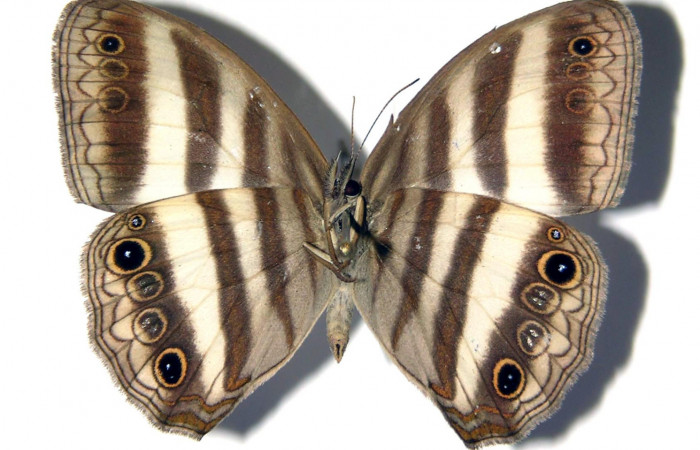 Figura 22. Adulto de <i>Pareuptychia ocirrhoe</i> (Nymphalidae) macho vista dorsal, localidad Quebrada Trigal Sector Del Oro ACG (290m). Voucher: 03-SRNP-1304-DHJ96681.jpg.