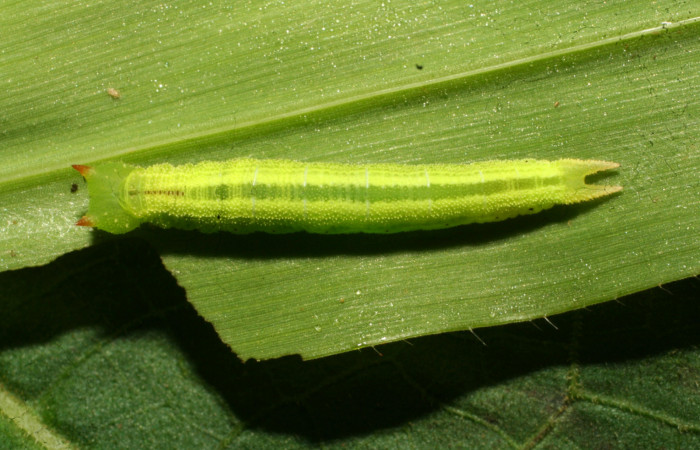 Figura 18. Larva <i>Pareuptychia ocirrhoe</i> (Nymphalidae), en penúltimo estadío (PU)), vista dorsal, localidad Ingas Sector Pitilla ACG (580m). Voucher: 11-SRNP-30584-DHJ481624.jpg.