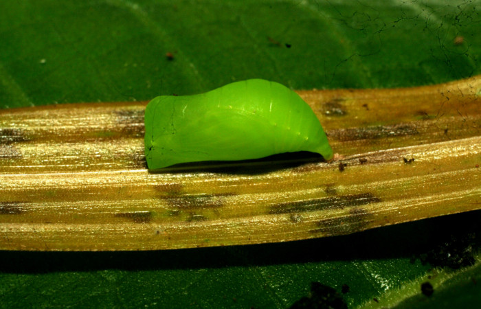 Figura 19. Pupa de <i>Pareuptychia ocirrhoe</i> (Nymphalidae), vista dorsal, localidad Casa Roberto Sector Pitilla ACG (520m). Voucher: 11-SRNP-30615-DHJ481667.jpg.