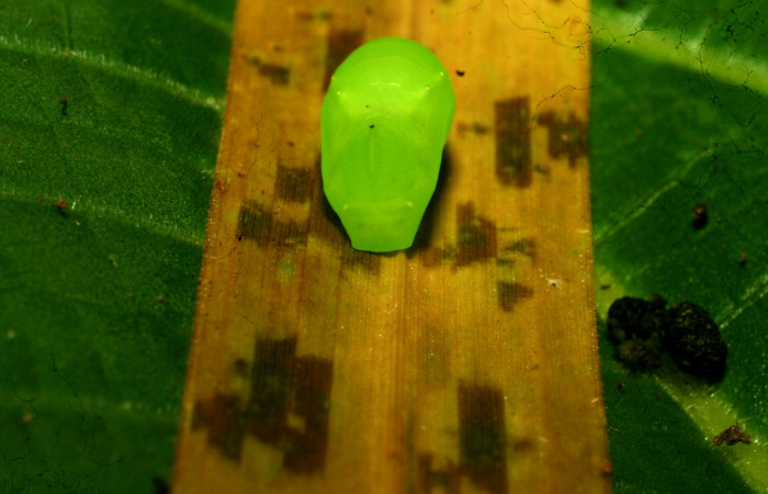 Figura 20. Pupa de <i>Pareuptychia ocirrhoe</i> (Nymphalidae), vista dorsal, localidad Sendero Casa Roberto Sector Pitilla ACG (520m). Voucher: 11-SRNP-30615-DHJ481668.jpg.