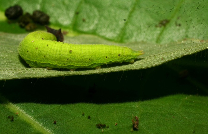 Figura 3. Larva <i>Pareuptychia metaleuca</i> (Nymphalidae), en último estadío (U), vista lateral, localidad Estación Pitilla Sector Pitilla ACG (675m). Voucher: 11-SRNP-30763-DHJ481974.jpg.