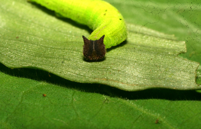 Figura 4. Larva <i>Pareuptychia metaleuca</i> (Nymphalidae), en último estadío (U), vista cabeza de frente, localidad Estación Pitilla Sector Pitilla ACG (675m). Voucher: 11-SRNP-30763-DHJ481979.jpg.