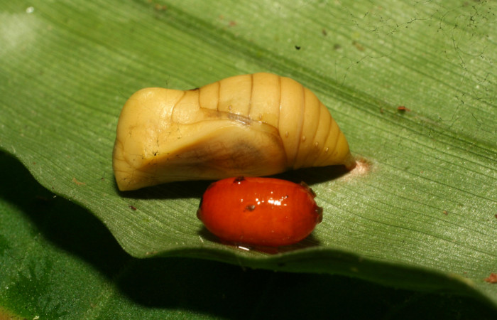 Figura 9. Pupario de parásito <i>Houghia triangularis</i> (Tachinidae) que ataca <i>Pareuptychia metaleuca</i> (Nymphalidae), localidad Estación Pitilla, Sector Pitilla ACG (675m). Voucher: 11-SRNP-30763-DHJ481982.jpg.