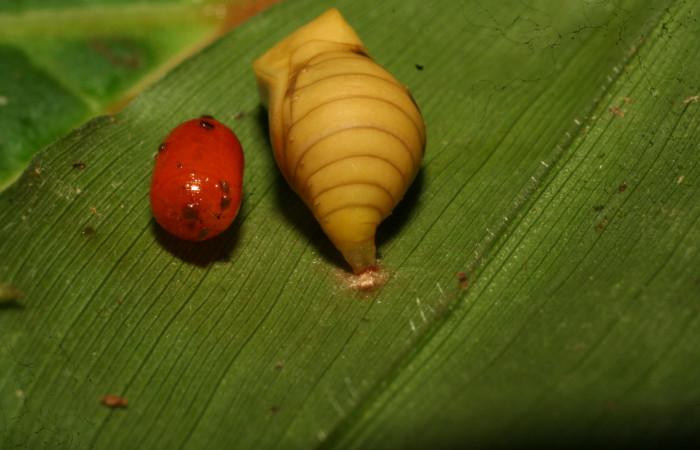 Figura 10. Pupario de parásito <i>Houghia triangularis</i> (Tachinidae) que ataca <i>Pareuptychia metaleuca</i> (Nymphalidae), localidad Estación Pitilla, Sector Pitilla ACG (675m) Voucher: 11-SRNP-30763-DHJ481985.jpg.