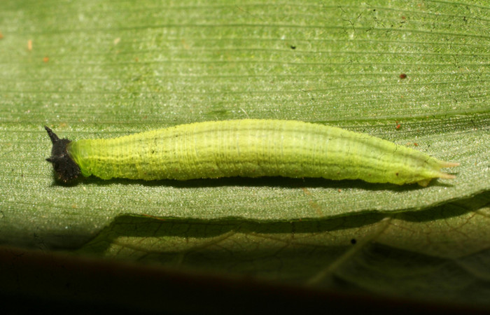 Figura 11. Larva <i>Pareuptychia</i> metaleucaDHJ02 (Nymphalidae), en penúltimo estadío (PU)), vista lateral, localidad Estación Pitilla Sector Pitilla ACG (675m). Voucher: 11-SRNP-32993-DHJ484407.jpg.
